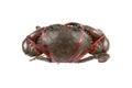 fresh alive sea crab is tied by red rope isolated on white Royalty Free Stock Photo