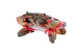 fresh alive sea crab is tied by red rope isolated on white Royalty Free Stock Photo