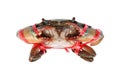 fresh alive sea crab is tied by red rope isolated on white Royalty Free Stock Photo