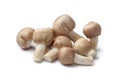 Fresh Almond mushrooms Royalty Free Stock Photo