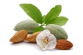 Fresh almonds with flower and leaves isolated