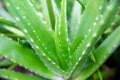 Fresh aloe vera for Health products.