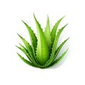 Fresh Aloe Vera Leaf with Water Droplets Isolated on White Background. Generative ai