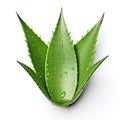 Fresh Aloe Vera Leaf with Water Droplets Isolated on White Background. Generative ai