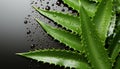 Fresh aloe vera leaves with water droplets on a reflective surface