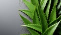 Fresh aloe vera leaves with water droplets on a reflective surface