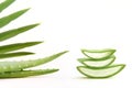 Fresh aloe vera leaves on a white background. Cutted pieses of aloe vera leaf for natural cosmetics