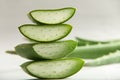 Fresh aloe Vera plant slices .