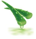 Fresh aloe vera slices with many water drops