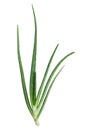 Fresh aloe vera tree isolated on a white background, top view, Herb skin care aloe vera tree