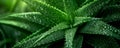 Fresh Aloe Vera with Water Droplets - Natural Healing