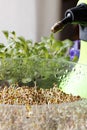 fresh alpha alpha sprouts and rocket salad leaves in the background, vertical Royalty Free Stock Photo