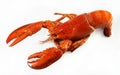 Fresh american lobster, whole silhouette on a white background. Tasty dish