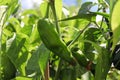 A fresh anaheim chili pepper growing on a plant