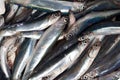 Fresh anchovies Royalty Free Stock Photo