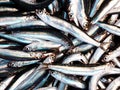 Fresh anchovies closeup Royalty Free Stock Photo