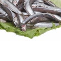 Fresh anchovies and a copy space. Royalty Free Stock Photo