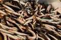 Fresh anchovies on fish market