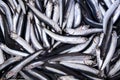 Fresh anchovies Royalty Free Stock Photo