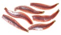 Fresh anchovy fillets floating on transparent background Royalty Free Stock Photo