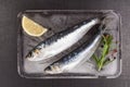 Fresh anchovy fish on ice. Royalty Free Stock Photo