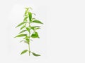 Fresh Andrographis paniculata leaf Royalty Free Stock Photo