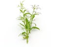 Fresh of Andrographis paniculata plant on white background use f Royalty Free Stock Photo