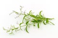 Fresh of Andrographis paniculata plant on white background use f