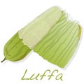 Fresh Angled luffa fruits isolated