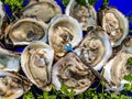 Fresh Apalachicola Oysters on the Half Shell