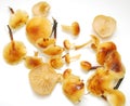 Fresh appetizing mushrooms Royalty Free Stock Photo