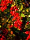 Fresh appetizing red barberry on the branch.