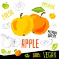 Fresh apple apples berry berries fruits organic vegan food vector hand drawn illustrations