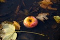 A fresh apple and autumn leaves in the rain puddle. Royalty Free Stock Photo