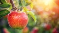 Fresh apple on branch..Vivid apple covered with dew drops, attached to a branch, with blurred orchard background. AI generative Royalty Free Stock Photo