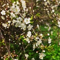 Fresh apple or cherry flowers on the branch