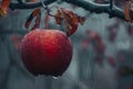 Fresh apple fruit with water drops on tree macro close up banner with copy space
