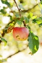 Fresh apple fruits close up, juicy red apples with green leaves. Garden with fruit trees Royalty Free Stock Photo