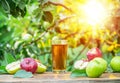 Fresh apple juice and organic apples on wooden table.  Summer orchard in the evening sun rays at the background Royalty Free Stock Photo