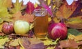 Fresh apple juice on table with apples and maple leaves. Royalty Free Stock Photo