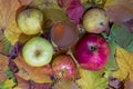 Fresh apple juice on table with apples and maple leaves. Royalty Free Stock Photo