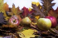 Fresh apple juice on table with apples and maple leaves. Royalty Free Stock Photo