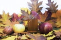 Fresh apple juice on table with apples and maple leaves. Royalty Free Stock Photo