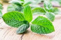 Fresh apple mint on the wooden background