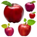 Fresh Apple realistic of Vector Illustration