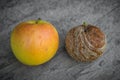 Fresh Apple and rotten Apple lying on a gray background. Good and Bad Apples, Seasonal natural scene. Apple biting rotten bruise. Royalty Free Stock Photo