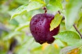 Fresh Apple still on Trees Royalty Free Stock Photo