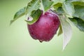 Fresh Apple still on Trees Royalty Free Stock Photo