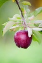 Fresh Apple still on Trees Royalty Free Stock Photo