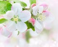 Apple tree blossom Royalty Free Stock Photo